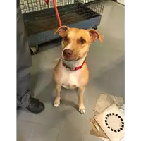 cane - Matr. 2018/1863 - Microchip 380260042788039