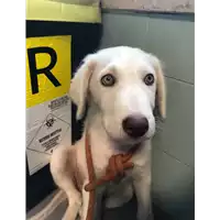 Foto dell\'animale cane - Matr. 2018/1875 - Microchip 380260042786518