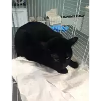 Foto dell\'animale gatto - Matr. 2018/1876 - Microchip 380260101079754