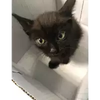 Foto dell\'animale gatto - Matr. 2018/1878 - Microchip 380260042786719