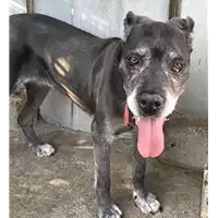 Foto dell\'animale cane - Matr. 2017/1249 - Microchip 380260040127229