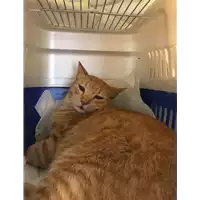 Foto dell\'animale gatto - Matr. 2018/1881 - Microchip 380260042786596