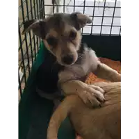Foto dell\'animale cane - Matr. 2018/1660 - Microchip 380260042788366