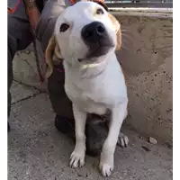 Foto dell\'animale cane - Matr. 2018/1883 - Microchip 380260042786810