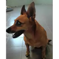 Foto dell\'animale cane - Matr. 2018/1885 - Microchip 380260042787012