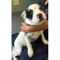 Foto dell\'animale cane - Matr. 2018/1888 - Microchip 380260042786821