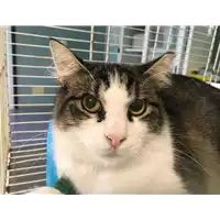 Foto dell\'animale gatto - Matr. 2018/1889 - Microchip 380260042816426
