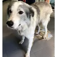 Foto dell\'animale cane - Matr. 2018/1890 - Microchip 380260042786486
