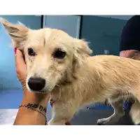 Foto dell\'animale cane - Matr. 2018/1891 - Microchip 380260042786972