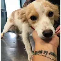 Foto dell\'animale cane - Matr. 2018/1892 - Microchip 380260042787423