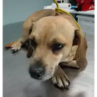 Foto dell\'animale cane - Matr. 2018/1894 - Microchip 380260042786728