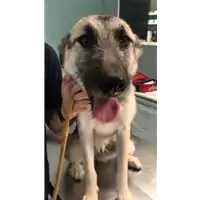 Foto dell\'animale cane - Matr. 2018/1895 - Microchip 380260042787811