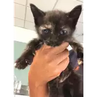 Foto dell\'animale gatto - Matr. 2018/1742 - Microchip 380260042787098