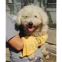 Foto dell\'animale cane - Matr. 2018/1898 - Microchip 380260042788082