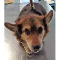 Foto dell\'animale cane - Matr. 2018/1899 - Microchip 380260042932091