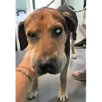 Foto dell\'animale cane - Matr. 2018/1901 - Microchip 380260042932189