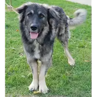Foto dell\'animale cane - Matr. 2018/1905 - Microchip 380260042789244