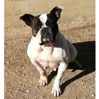 Foto dell\'animale cane - Matr. 2018/1906 - Microchip 380260042933266