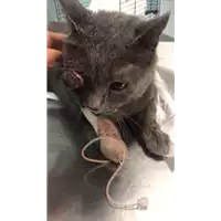 Foto dell\'animale gatto - Matr. 2018/1917 - Microchip 380260042932020