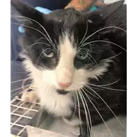 Foto dell\'animale gatto - Matr. 2018/1911 - Microchip 380260042932491