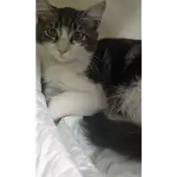 Foto dell\'animale gatto - Matr. 2018/1909 - Microchip 380260042932838