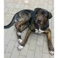 Foto dell\'animale cane - Matr. 2018/0448 - Microchip 380260100495260