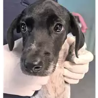 Foto dell\'animale cane - Matr. 2018/1908 - Microchip 380260042932839