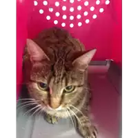 Foto dell\'animale gatto - Matr. 2018/1920 - Microchip 380260042933416