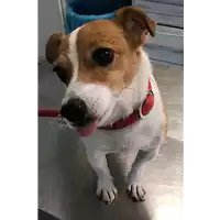 Foto dell\'animale cane - Matr. 2018/1921 - Microchip 380260042933437