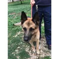 Foto dell\'animale cane - Matr. 2018/1938 - Microchip 380260000555394