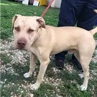 Foto dell\'animale cane - Matr. 2018/1940 - Microchip 380260140102963