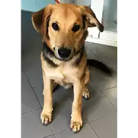 Foto dell\'animale cane - Matr. 2018/1939 - Microchip 380260043519511
