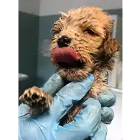 Foto dell\'animale cane - Matr. 2018/1945 - Microchip 380260043520040