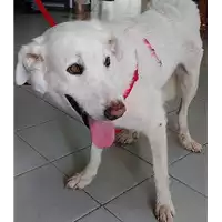 Foto dell\'animale cane - Matr. 2018/1961 - Microchip 380260002313969