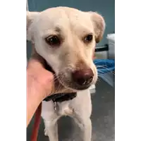 cane - Matr. 2018/1958 - Microchip 380260043520443