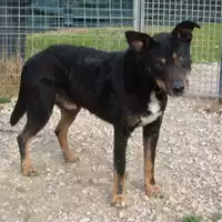 Foto dell\'animale cane - Matr. 2010/0296 - Microchip 380260000083989