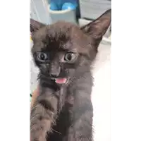 gatto - Matr. 2018/1949 - Microchip 380260042932277