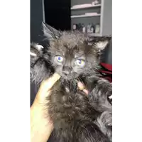 gatto - Matr. 2018/1950 - Microchip 380260042931695
