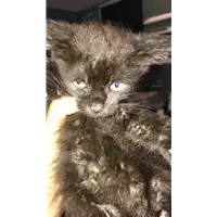 gatto - Matr. 2018/1955 - Microchip 380260043520051