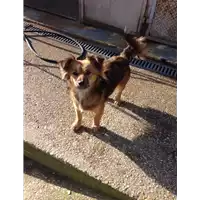 Foto dell\'animale cane - Matr. 2017/0094 - Microchip 380260042879275
