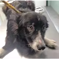Foto dell\'animale cane - Matr. 2018/1962 - Microchip 380260042931996