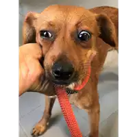 Foto dell\'animale cane - Matr. 2018/1959 - Microchip 380260043519855