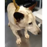 Foto dell\'animale cane - Matr. 2018/1964 - Microchip 380260043520237