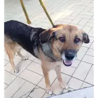 Foto dell\'animale cane - Matr. 2018/0364 - Microchip 380260043520281