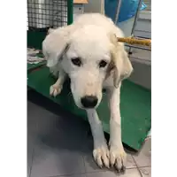 cane - Matr. 2018/1967 - Microchip 380260042932227