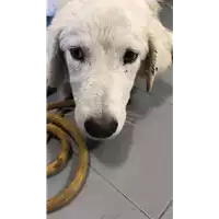 Foto dell\'animale cane - Matr. 2018/1968 - Microchip 380260042932316