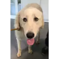 Foto dell\'animale cane - Matr. 2018/1966 - Microchip 380260042932345