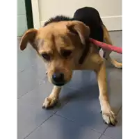 Foto dell\'animale cane - Matr. 2018/1969 - Microchip 380260042932673