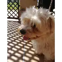 Foto dell\'animale cane - Matr. 2018/1971 - Microchip 380260002271179
