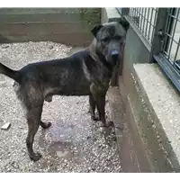Foto dell\'animale cane - Matr. 2018/1973 - Microchip 380260042932210